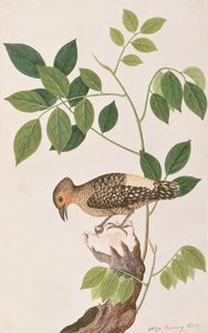 Buff-rumped Specht, aus Zeichnungen von Vögeln aus Malakka, ca. 1805-18